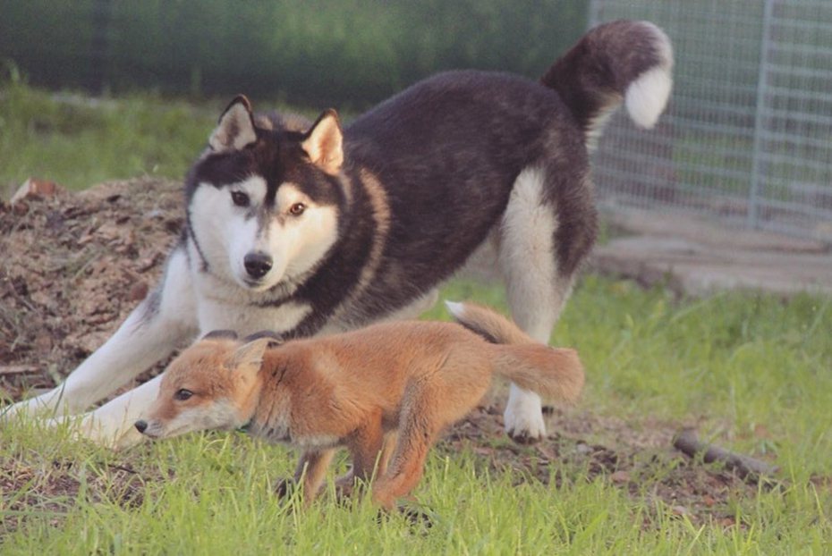 雪橇犬與狐狸都可以做好朋友！圖/dzordnIG