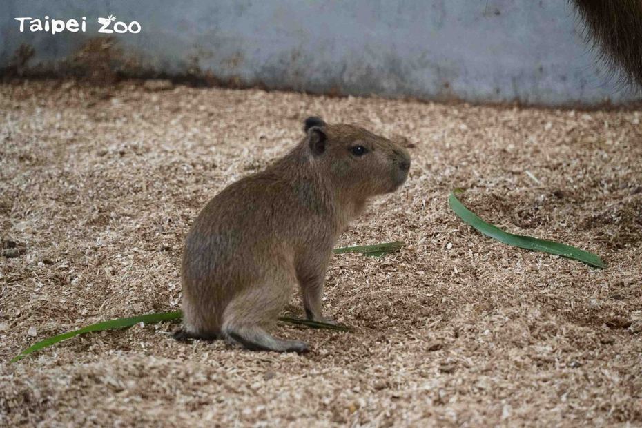 體型大小和毛色乍看之下很像成年的天竺鼠，讓人不禁聯想到最近很夯的天竺鼠動畫影片，保育員於是將牠命名為「車車」。圖／北市動物園提供