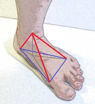 可以把足踝看成是一個三腳架，站立時，形成一個平衡省力的結構。圖／陳沛裕醫師手繪