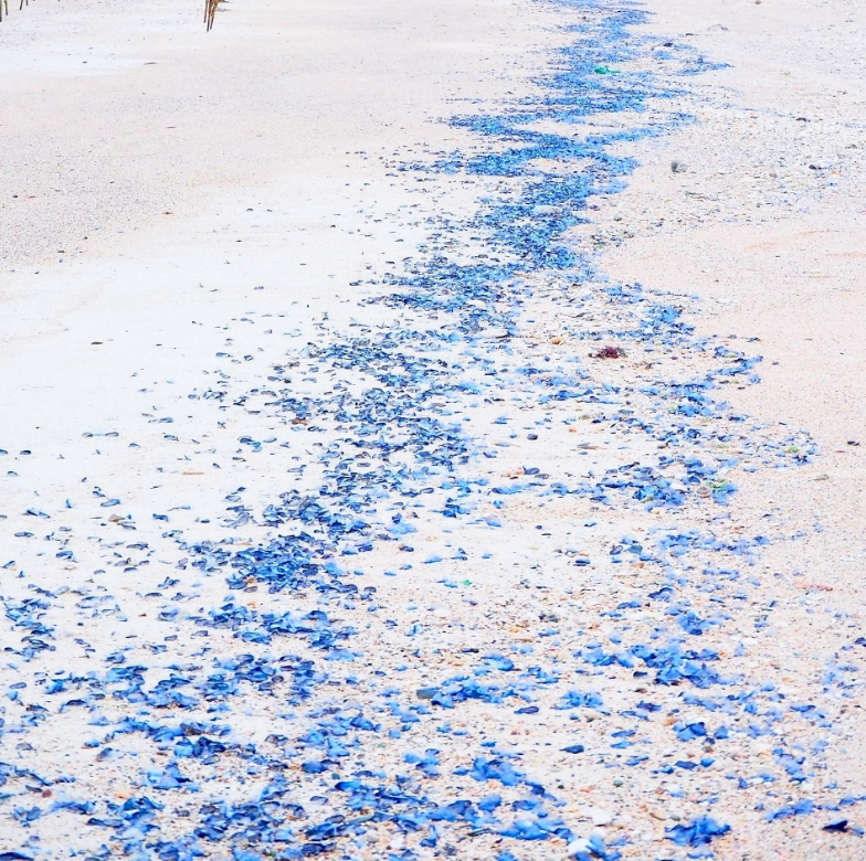 沖繩離島海灘出現大量的類水母生物「Velella velella」，造就海灘一片蔚藍奇景。圖擷取自沖繩Times