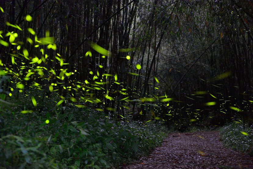 大阿里山地區共42種螢火蟲，占全台灣螢火蟲三分之二，4月初正是最適合觀察螢火蟲的...