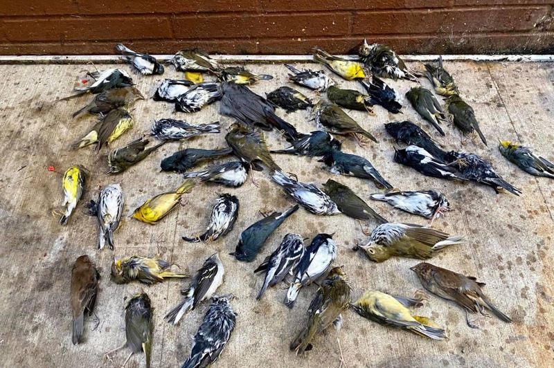 去年10月的一晚，約1000-1500隻候鳥在美國費城市中心喪生。圖／紐約時報