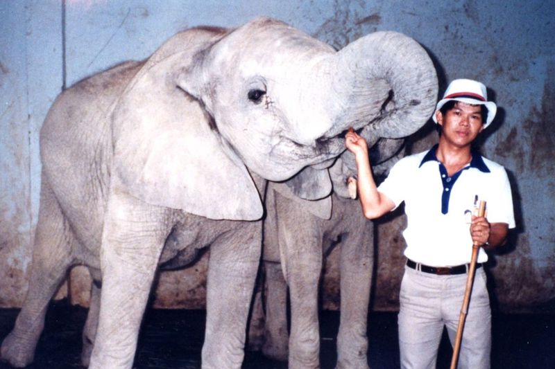 壽山動物園已退休的保育員張永興，年輕時即細心照顧大象阿里（左）和安妮。圖／張永興提供