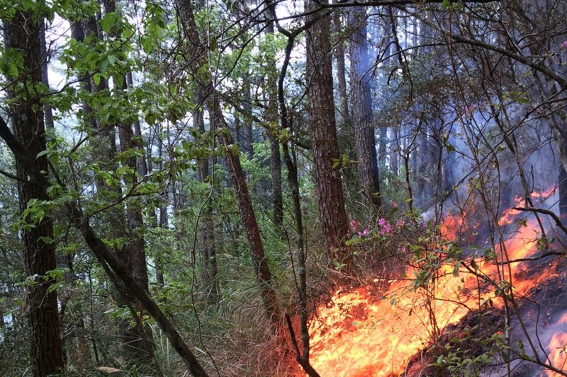 森林護管員工作多元，圖為森林護管員成立國家森林救火隊投入火場救災。圖／林務局提供