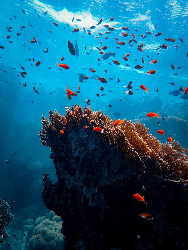 Blancpain早在「2013年世界海洋日」期間在位於紐約的聯合國總部舉辦名為「海洋之魅」 的展覽，展示一系列「五十噚特刊（Fifty Fathoms） 」的絕美海底照片。圖 / Blancpain提供。