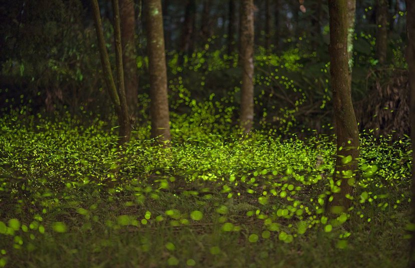 4月開始是南投縣最夢幻的螢火蟲季節，林間螢光漫天飛舞煞是好看。 圖／特生中心提供