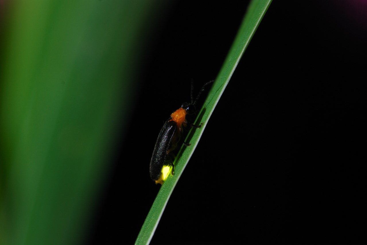黑翅螢是中部地區數量最多也最常見的螢火蟲。 圖／陳陽發提供