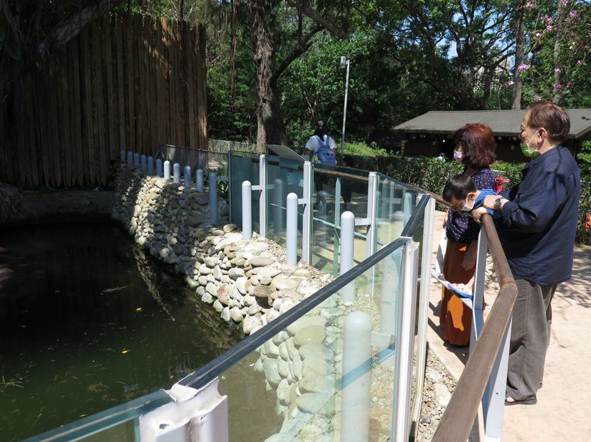 河馬樂樂是新竹市立動物園的明星，天氣漸熱，常見牠泡在水中消暑。 圖／張裕珍 攝影