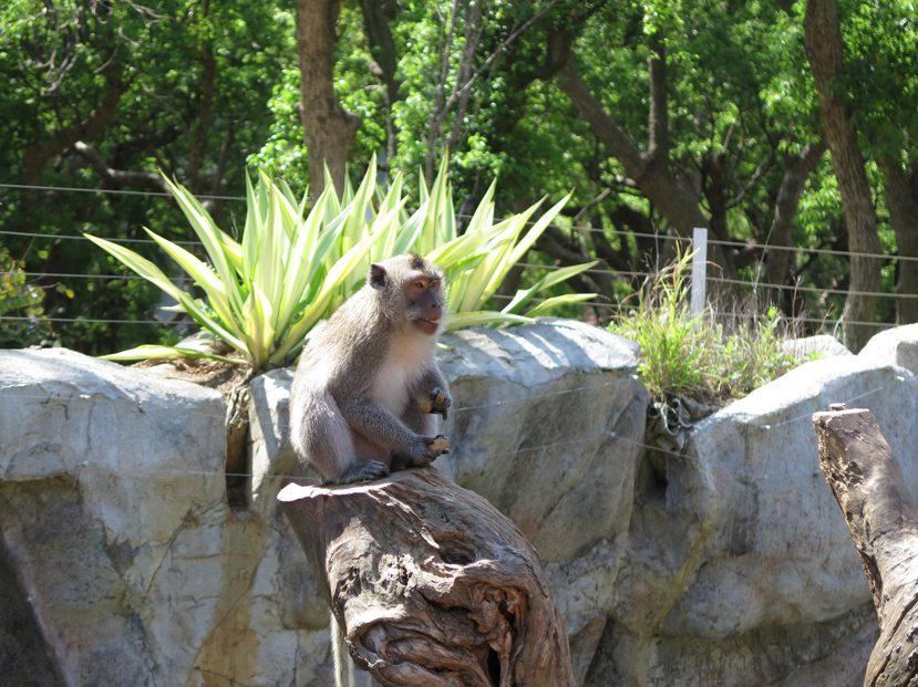 新竹市立動物園設置猴島，讓猴子恣意攀爬。 圖／張裕珍 攝影