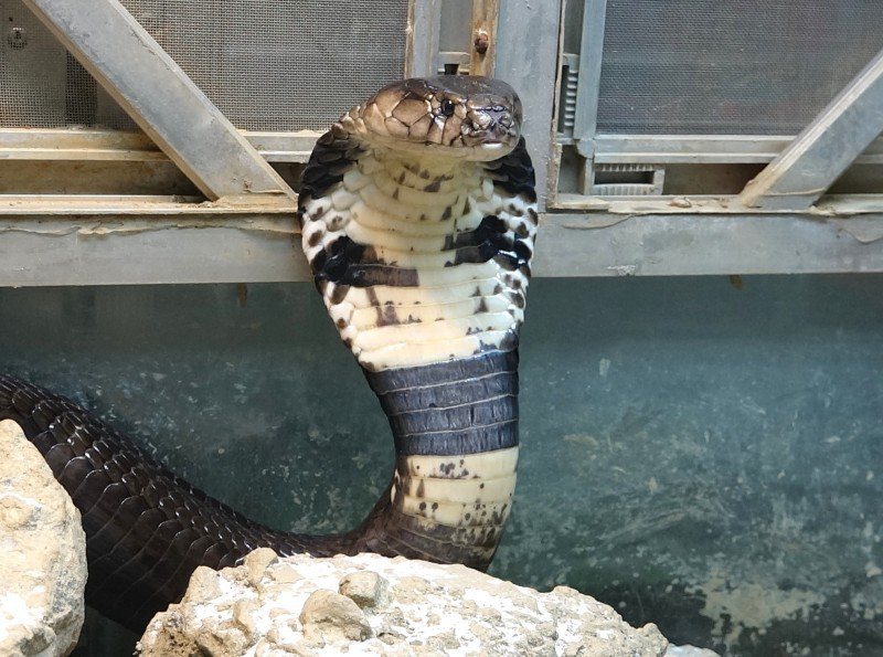眼鏡蛇是去年全國捕獲量最多的蛇，有5107尾。圖／台北市立動物園提供