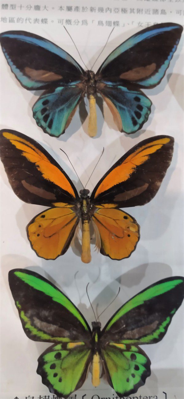鳳蝶科鳥翅蝶屬更是吸睛。鳥翅蝶產於新幾內亞及附近島嶼，雄蝶多是金綠色，少數橙色或...