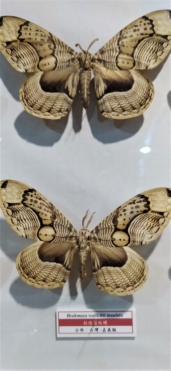 「神明蝶」其實是蛾，學名「枯球籮紋蛾」。 圖／沈正柔 提供