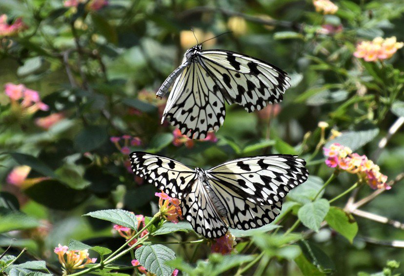 大白斑蝶又稱作「大笨蝶」，說牠笨，因為不怕人，總是慢悠悠翩翩飛舞，隨便伸手就能捕...