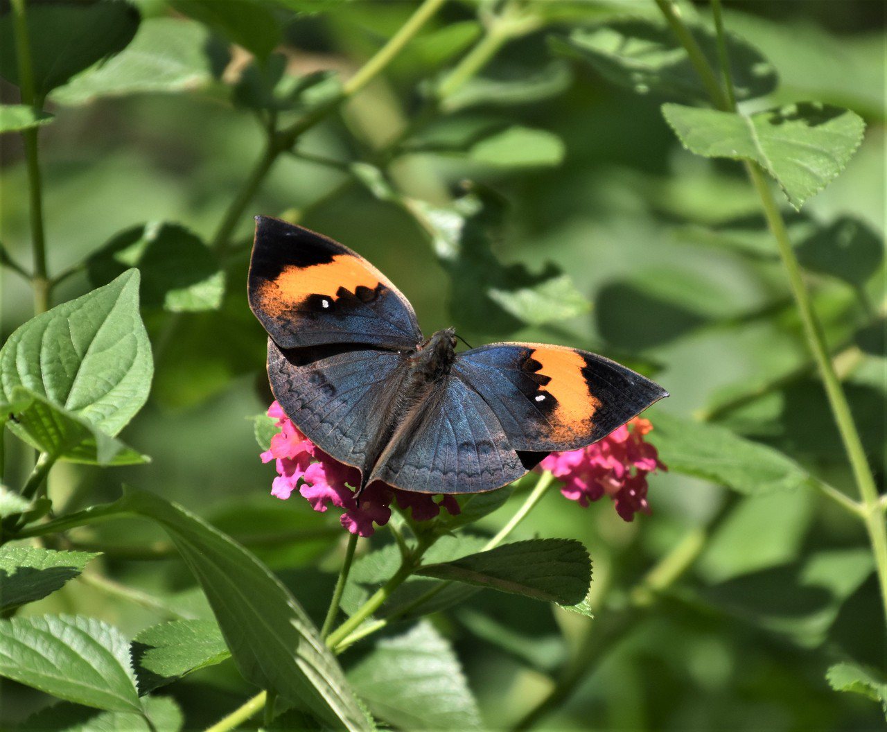 枯葉蝶展開翅膀背面，藍色、黄色及黑色的组合相當搶眼 圖／沈正柔 提供