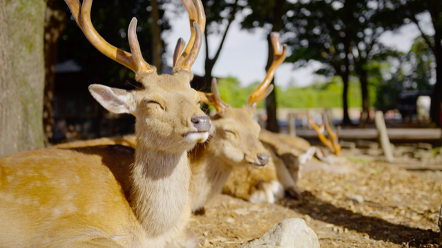 「這一年，地球變得不一樣」曝光奈良小鹿的近況。圖／Apple TV+提供