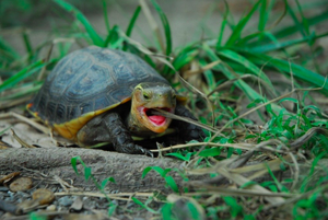 翡翠水庫設有亞洲首例「翡翠水庫食蛇龜野生動物保護區」。圖／聯合報系資料照片