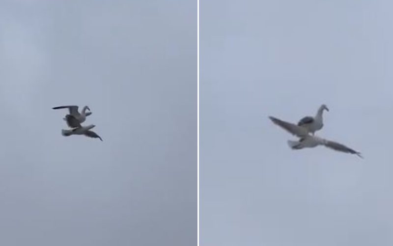 一隻海鷗雙腳站立在另一隻展翅飛翔的海鷗背上。圖／取自推特影片