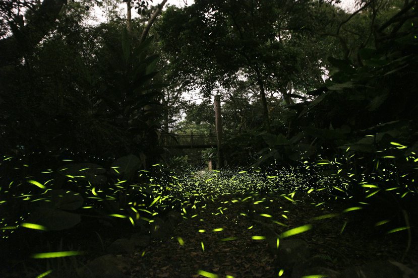 大量螢火蟲在樹陰下發出綠色螢光，畫面美得令人驚嘆。 圖／文山農場提供
