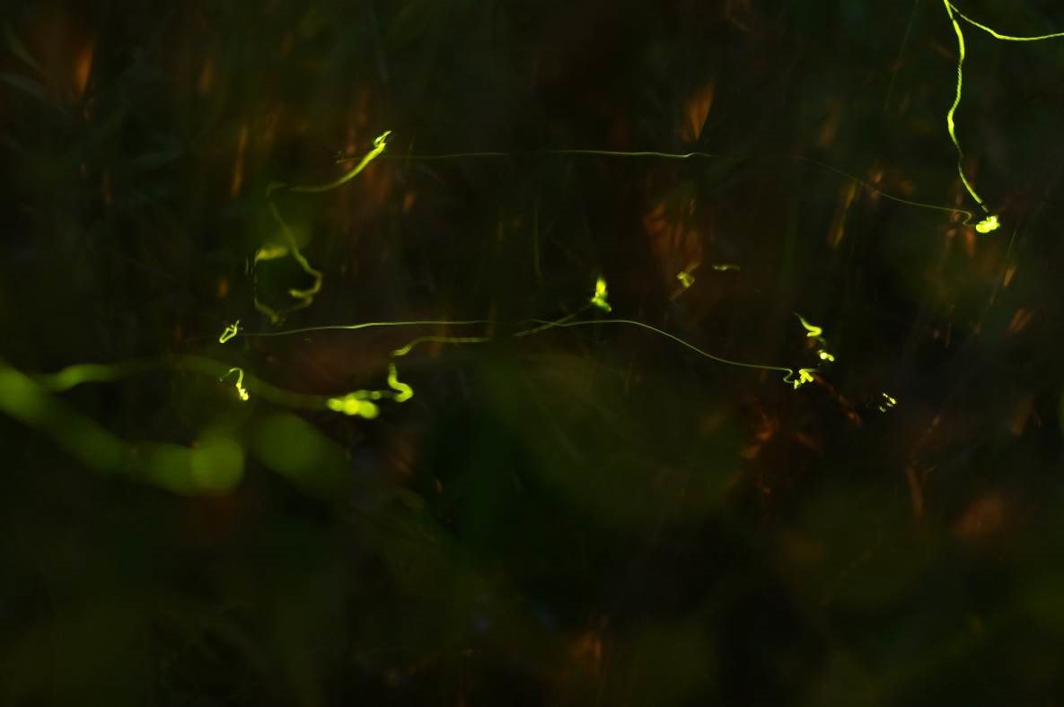 虎山上的螢火蟲數量眾多，漫天星光飛舞。 圖／北市公園處提供