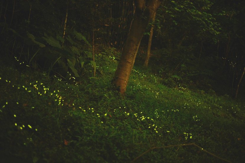 每到螢火蟲季節，虎山入夜後總是螢光點點。 圖／北市公園處提供