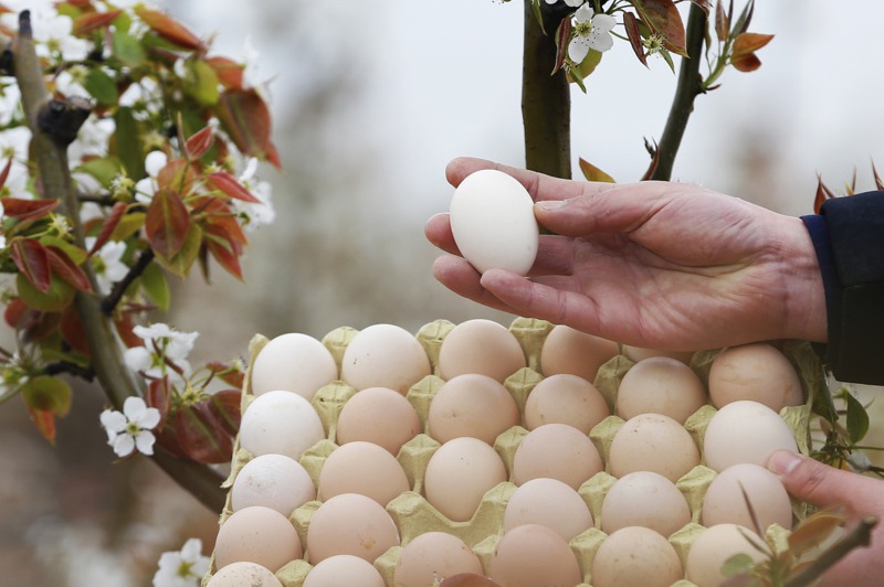 大陸學界最近出現奇葩論文，稱熟雞蛋重新變成生雞蛋，生雞蛋再孵化成小雞，且實驗已經成功。新華社