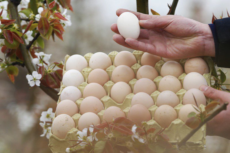 大陸學界最近出現奇葩論文，稱熟雞蛋重新變成生雞蛋，生雞蛋再孵化成小雞，且實驗已經成功。新華社