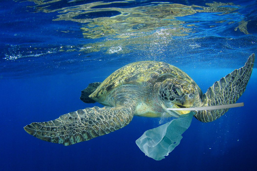 綠蠵龜以為塑膠袋是水母就一口吞下，但沒有味覺、無法分辨，沒辦法吐出，都累積在肚子...