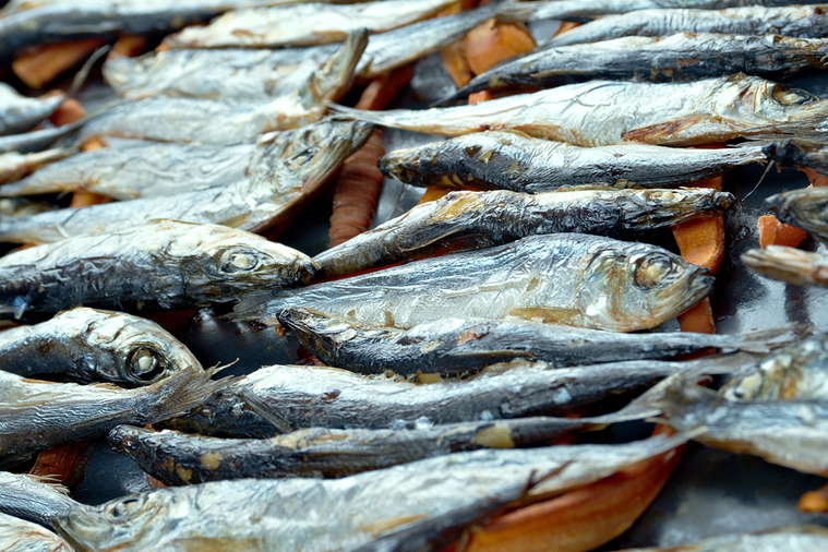 鯡魚是富含油脂的魚類。 圖／ingimage