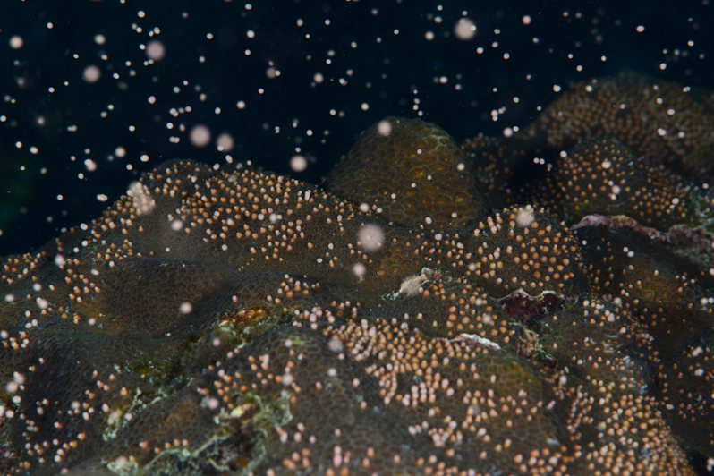墾丁海域的菊珊瑚在「媽祖生」前後日產卵，美如海中飄雪。圖／蔡永春提供