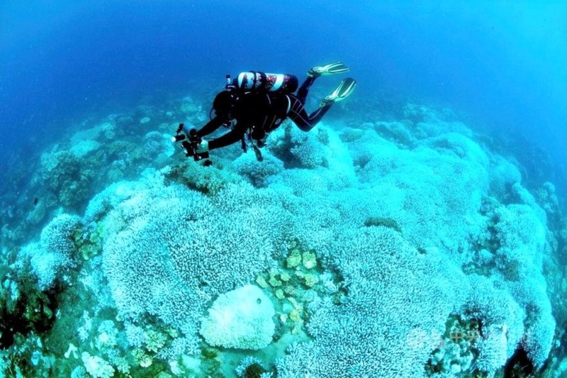 去年夏天台灣發生史上最大規模的珊瑚白化，墾丁海域到今年初觀察有近半數已死亡，原本繽紛的色彩變灰白。圖／蔡永春提供