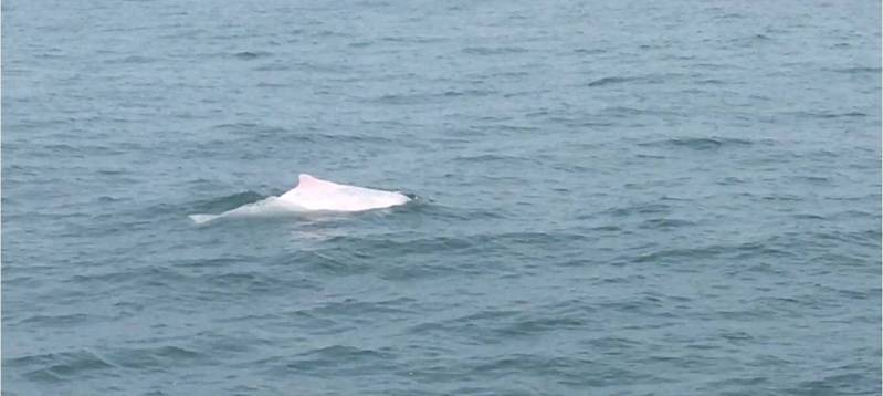 駐守嘉義縣布袋港的海巡署艦隊分署第十三布袋海巡隊，是保育白海豚守護天使，最近在雲嘉海域至少觀測5群白海豚，顯示保育成效。記者魯永明／翻攝
