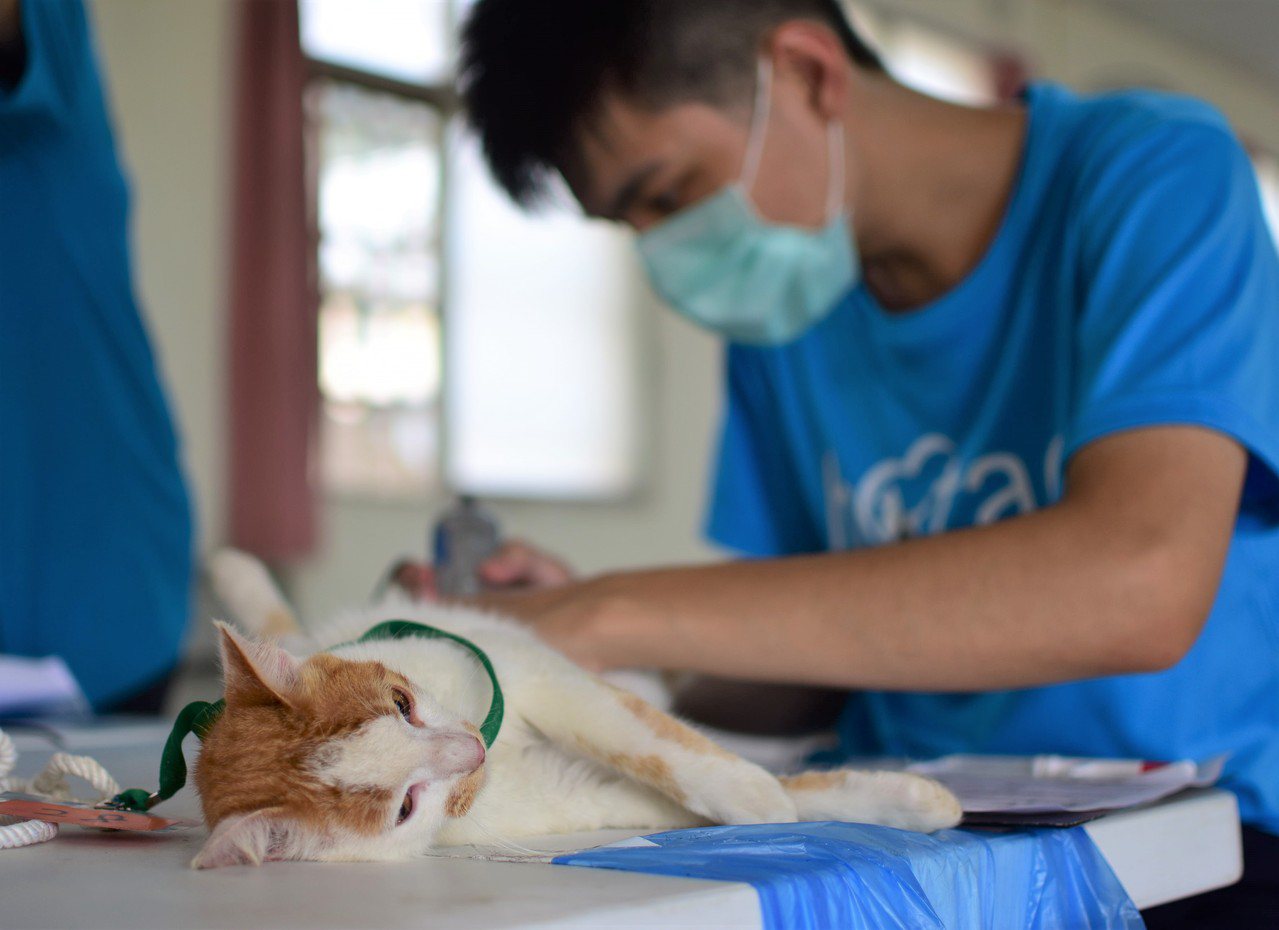 志工為貓做術前理毛。圖／台灣之心愛護動物協會提供