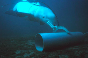 美國海軍訓練一隻白鯨針對海底目標物做記號。圖／取自PETTY OFFICER FIRST CLASS BRIAN AHO, U.S. NAVY