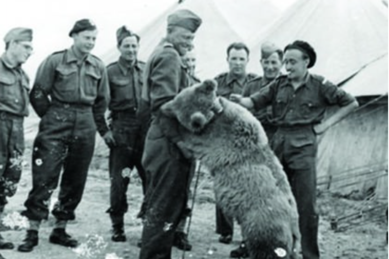 熊在戰爭史上出現過數次，但其中一隻因為在二戰期間對抗德國人而聞名，牠就是敘利亞棕熊佛伊泰克（Voytek）。圖／取自memolition.com