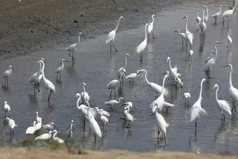 高雄彌陀一處魚塭曬池，許多大白鷺和小白鷺飛來覓食。記者林奐成／攝影