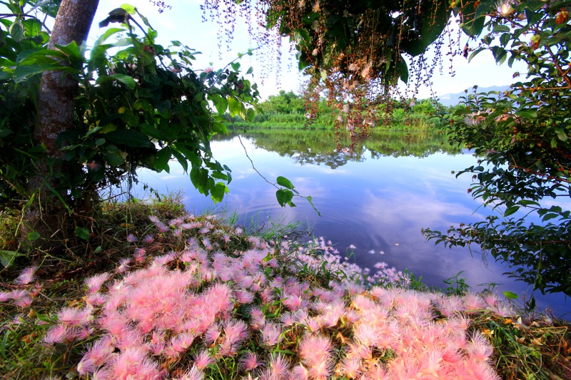 宜蘭五十二甲國家級重要濕地的穗花棋盤腳，非常美麗。圖／王俊明拍攝