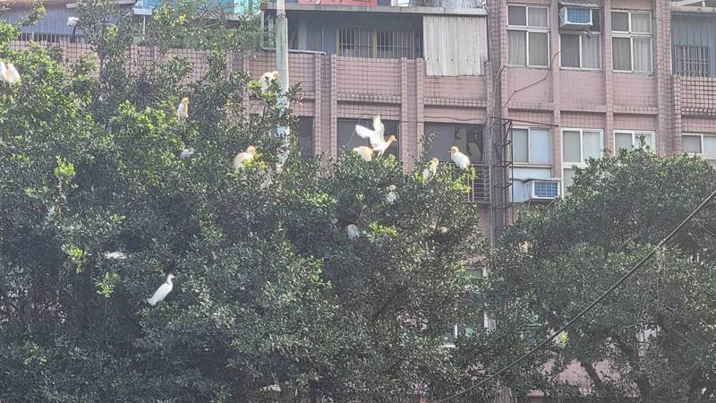數百鷺鷥築巢基隆市區3棵大樹，賞鳥要防鳥屎襲擊。記者游明煌／攝影