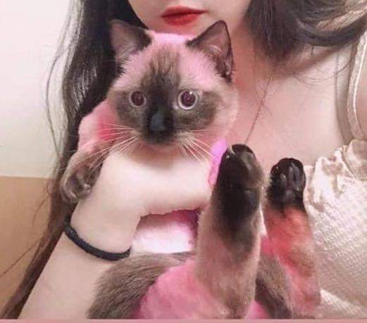 女大生在社群網站炫耀將暹羅貓染成粉紅色，台灣動物保護行政監督聯盟截圖，批該名女大生拒絕說明，延誤至今讓貓健康風險提高。圖／台灣動物保護行政監督聯盟提供
