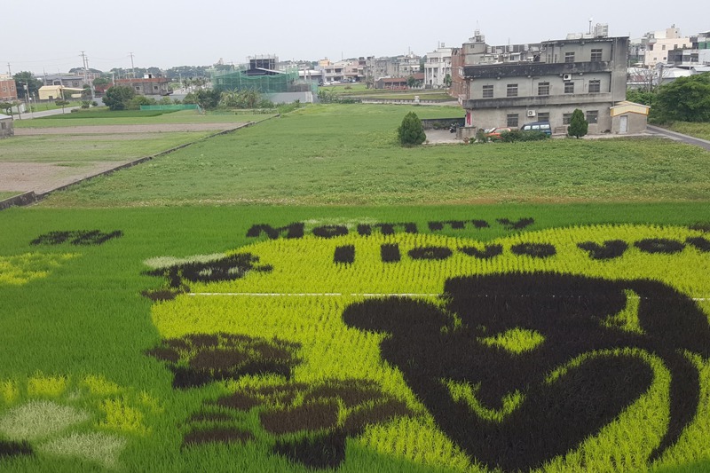 苑裡農會今年一期作稻田彩繪作品，以母親節主題設計「Mommy I love you」的溫馨圖案。記者胡蓬生／攝影