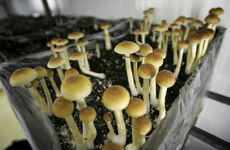 《新英格蘭醫學期刊》的一項研究，指出「神奇蘑菇」中的致幻成分賽洛西賓，有利於治療憂鬱。圖為荷蘭一座農場栽種的神奇磨菇。美聯社