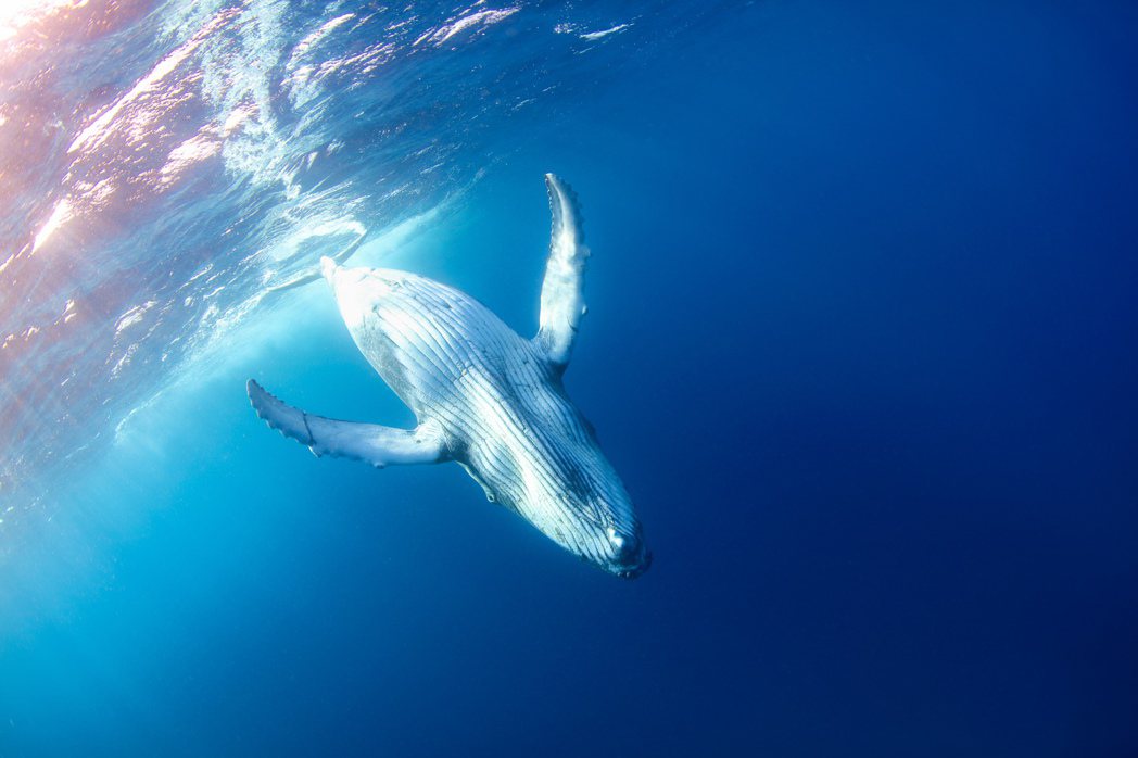 東加的大翅鯨。金磊說，跟鯨豚共游的所有狀況都以安靜為前提，安靜地下水、安靜地用最...