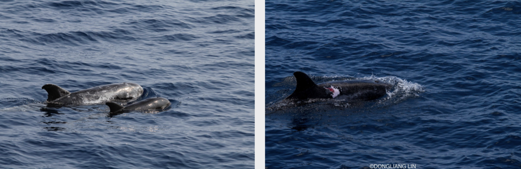 左：花紋海豚母子對。右：花紋海豚身上留有新鮮的達摩鯊攻擊傷口 圖／Dong Li...