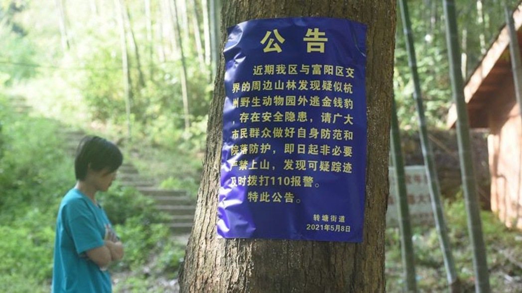 杭州西湖區村民報警稱，在當地山林發現一隻疑似豹的貓科動物，隨後相關單位發出公告提...