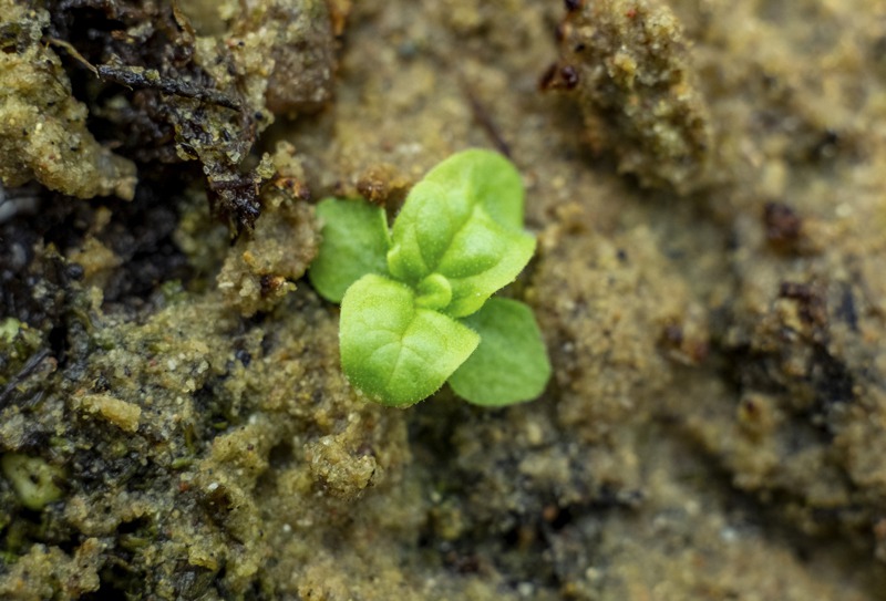 美國密西根州立大學的一項長期研究中，封存142年的毛瓣毛蕊花種子，近日在取出約一周後，就發出了新芽。圖／紐約時報