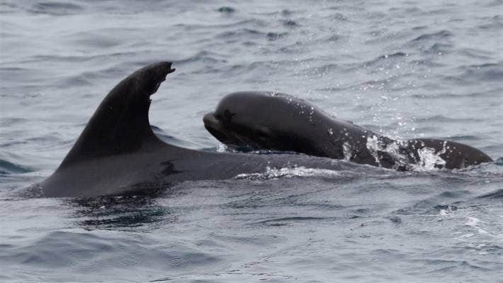 海豚媽媽身邊巨大的鯨魚寶寶。圖／取自stuff