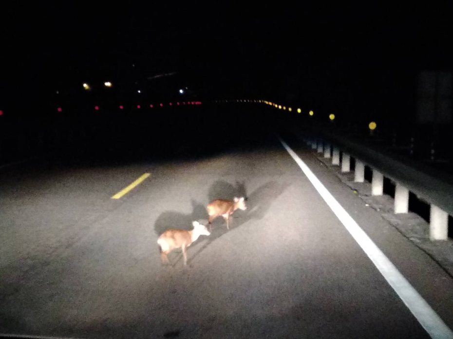 ２隻小山羌在台8線30.5公里處馬路中央閒逛，巡邏員警發現將牠們護送回山林。圖／民眾提供