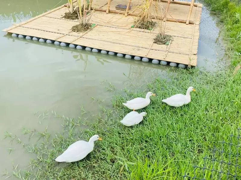 故宮南院下湖旁生態池，飼養4隻可愛寵物鴨「柯爾鴨」，萌樣可愛，等到休園結束重新開...