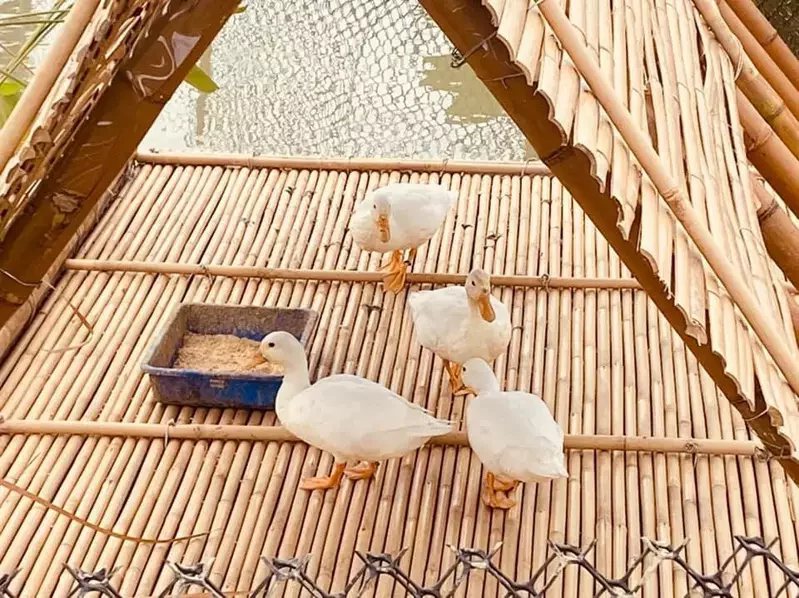 故宮南院下湖旁生態池，飼養4隻可愛寵物鴨「柯爾鴨」，萌樣可愛，等到休園結束重新開...