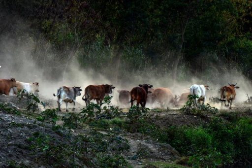 在楊淑貞的鏡頭下，彰化縣與台中市交界的貓羅溪畔河床，近兩百頭逐水草的牛群奔騰時，...