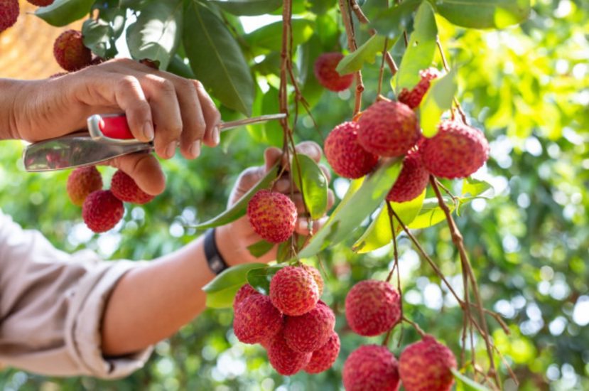 清甜可口的「荔枝」，乃是初夏應景的時令水果。 圖／freepik